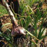 Gardening Garlic: 5 things you need to know