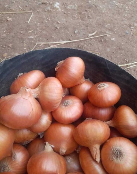 YellowOnions (5)